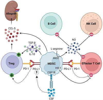 Innate immune cellular therapeutics in transplantation